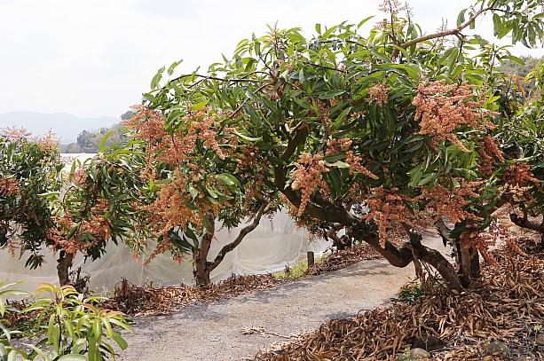 このエリアはもともとマンゴーの名産地ですが、「品利農場」では約10年前からナツメに転作したそうです。ナビが訪れたときは、ちょうどマンゴーの開花時期だったようで、農場周辺のマンゴーの木も赤い花をたくさんつけていました！(今年のマンゴーは豊作かも～♡）