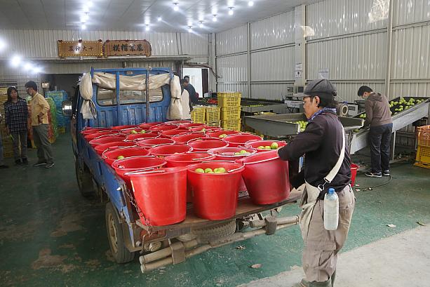 ナビが見学を終えたころ、新たに収穫されたナツメがトラックで運ばれてきました。<br>日本に輸出されるナツメは、まず台湾で14日間の低温殺虫処理をしているそうです。日本への輸出量は現在、年に約30トンですが、市場に出るとすぐに売り切れてしまうのだとか。今後、台湾で低温処理施設が増設される予定で、完成すればもっと多く輸出できるようになるとのこと。嬉しいですね！