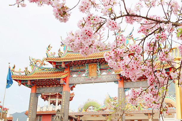 春節終盤あたりから、桜の開花シーズンを迎える台湾。北から南まで各地に名所がありますが、北部エリアで知られているのが、淡水の天元宮です。