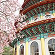 三色桜は園内の裏山(後山櫻花園區)に植えられていますが、吉野桜は天元宮の目玉である塔(天壇)の周辺に。