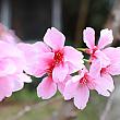 台湾でよく見かけるのは、濃いピンク色をした山桜や八重桜ですが、ここでは色の変化が楽しめる三色桜と、淡いピンク色をしたソメイヨシノ(吉野櫻)を楽しむことができるんです。