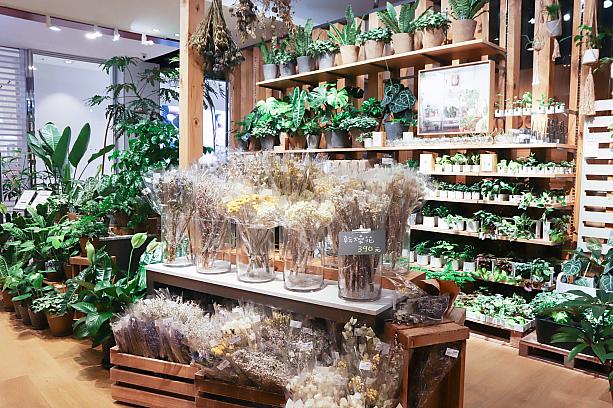 <b>⑥台湾でココだけ！大型観葉植物も扱う「MUJI Green」</b><br>これまでも小サイズの植物は販売されてきましたが、中・大型の植物は台湾での販売は初の試みです。それに併せて、台湾の住宅事情にフィットしたオリジナルの園芸用立体棚4590元も開発、「微風松高旗艦店」で限定販売中です。また、各種ドライフラワー390元もココだけなんですー！