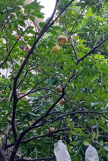 背の高い木の上には柚子(文旦)の実が……！もうじき中秋節ですね～。