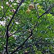 背の高い木の上には柚子(文旦)の実が……！もうじき中秋節ですね～。