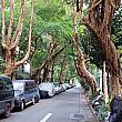 この辺りは緑も多くて雰囲気がよいエリア。台北らしい家々と木々のコントラストがステキです。