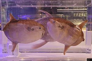 時間があれば、ぜひコレクションセンター(典蔵館)へ立ち寄ってみてください。海洋館で寿命を迎えた魚や、研究のために寄贈された魚類、甲殻類の標本が展示されています。中でも、全長約4.8mの巨大サメの標本はド迫力！