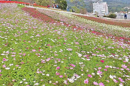 台湾では初春にコスモスなのね……。日本語では「秋桜」ですが、中国語では「大波斯菊」と書くそうです。