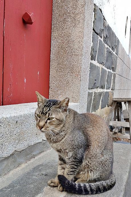 ちなみに台湾では4月4日が台湾猫節と呼ばれる猫の日です。兒童節(子どもの日)と同じ日なので、存在感は今一つなのですが……猫節も待ち遠しいでーす！