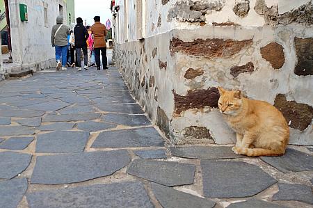 猫たち追いかけながら、のんびり散策してみてはいかがですかー？