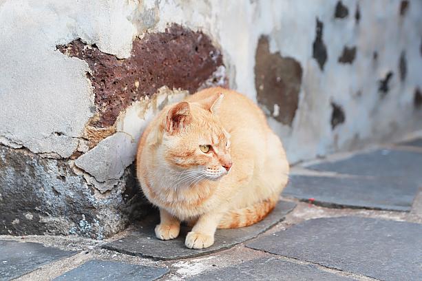 2月22日は「にゃんにゃんにゃ～ん♡」ということで日本では猫の日ですね。そこで、猫の日にちなんで台湾猫情報をお届けします。