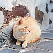 2月22日は「にゃんにゃんにゃ～ん♡」ということで日本では猫の日ですね。そこで、猫の日にちなんで台湾猫情報をお届けします。