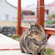 台湾の猫スポットといえば、新北市の猫村「侯硐」が有名ですが、港には猫がつきもの？？漁港が多い台湾の離島・澎湖(ポンフー)にもかわいい猫たちがい～っぱい。