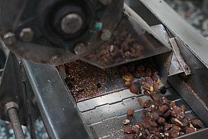 摘み取った実を天日干し＆選定後、機械で実を砕き、油を抽出します。(一部画像提供：金椿茶油工坊)