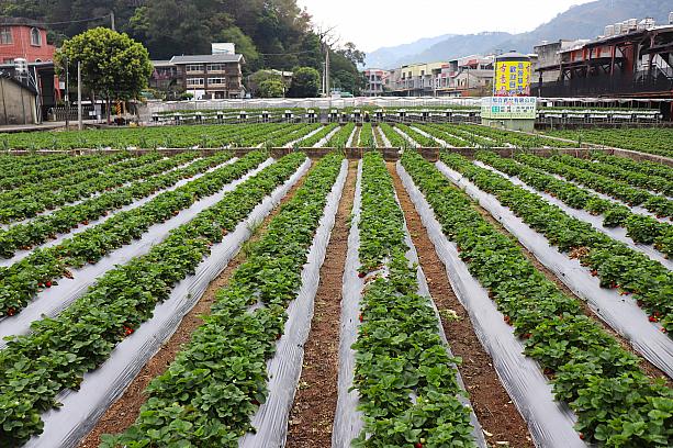 日本統治時代の1934年に、陽明山ではじまった台湾におけるいちご栽培。更に適した土壌を求めて、1957年から苗栗大湖での栽培が本格化し、「いちご王国」といわれるまでに発展してきました。