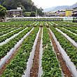 日本統治時代の1934年に、陽明山ではじまった台湾におけるいちご栽培。更に適した土壌を求めて、1957年から苗栗大湖での栽培が本格化し、「いちご王国」といわれるまでに発展してきました。