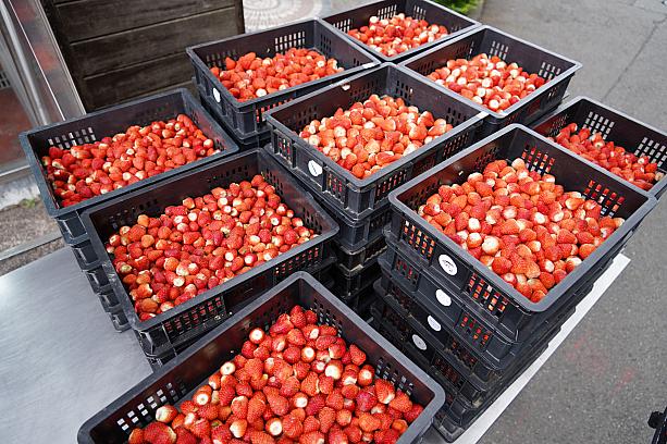 「コンビニの数より、いちご農園が多い」といわれる苗栗県大湖郷。いちごの生産量は、全国の約6割を占めています。