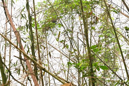 覆い尽くす木々、響き渡る鳥の声、美しい茶畑の緑にも出合えちゃう。大自然を思いっきり感じるのには打ってつけの場所！