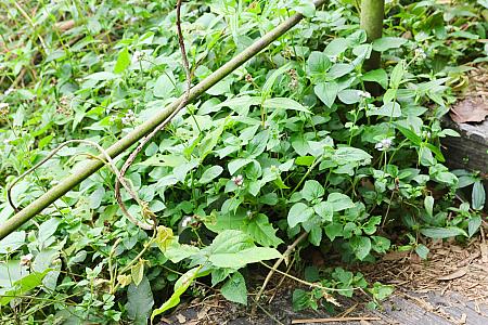 覆い尽くす木々、響き渡る鳥の声、美しい茶畑の緑にも出合えちゃう。大自然を思いっきり感じるのには打ってつけの場所！