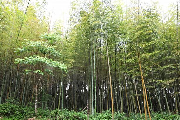 台湾で行っておきたい自然スポット、阿里山。ところで「阿里山」という名前の山はないってこと知ってました？台湾の嘉義県を中心に周辺にある18の高山から成るエリアを阿里山國家森林遊樂區と呼んでいるそうです。へぇー！！！