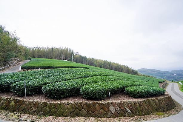 きちんと自分の足で登った人は、道中で竹林や茶畑の絶景も楽しめるそうですよ。次回はがんばるぞー！