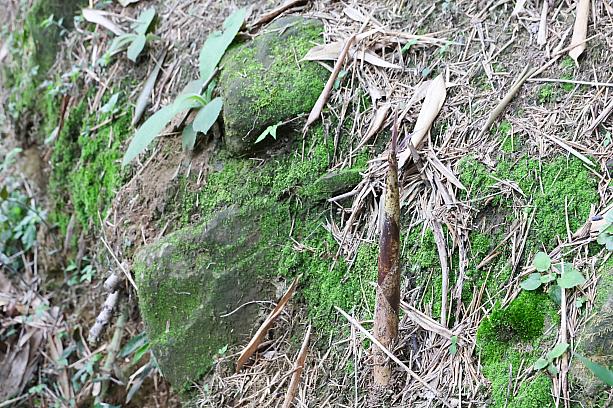 「あ、タケノコ！」「食べられる？」軽口をたたきながらズンズン進みます。