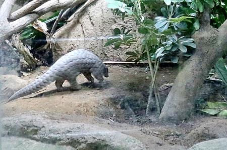 ひたすらぐるぐるしてたセンザンコウ