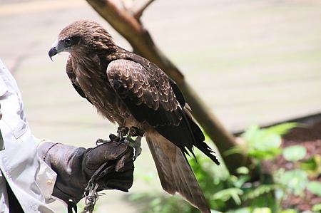 ここでは、飼育員さん同伴で、鷹の餌付けやステージ周辺をあちこち駆け回るミーアキャットを見ることができます。ミーアキャットのかわいさに思わズキュン！