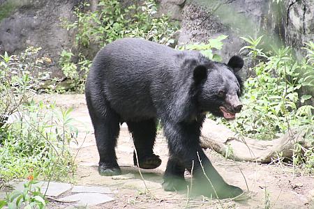 台湾黒熊(ツキノワグマ)