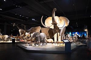 幅広い世代に人気の動物ホール