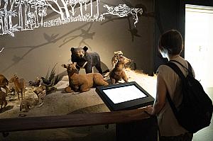 台湾の動物に関する展示も