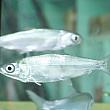 虱目魚(サバヒー)は台湾、特に産地である台南では日常的に食べられる大衆魚です。スープやお粥、焼き魚などに姿を変えて食卓に上がります。台南旅行で食べておきたい台南グルメの1つですよ！