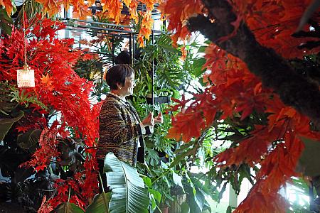 こちらは紅葉たっぷりのエリア。真っ赤な紅葉とトロピカルな植物が共存しているのが台湾らしい！
