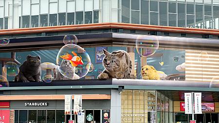 【猫の日】猫には目がない「猫奴」は新竹の「大魯閣湳雅廣場」に集合せよ！222の猫の日から巨大3Dスクリーンで猫のキュートな映像が放映されます♡猫の日