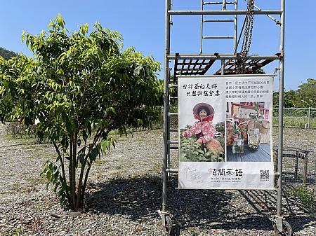 緑の茶畑や山々に囲まれ、ゆったりとした時間の流れる宜蘭。ナビも機会があれば改めて友人たちと茶摘み体験に行きたいと思いました。台北や台中、高雄など主要都市はもう行ったよ！という台湾リピーターや現地在住の方々に特におすすめです！