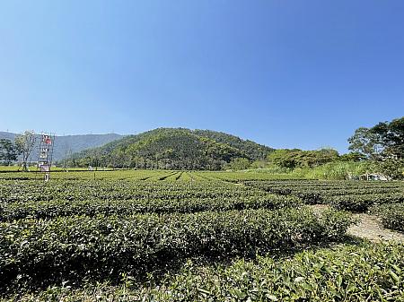 宜蘭には茶摘み体験はもちろん、茶煎りなどの体験ができる「花間茶語」の施設があると聞いて、冬山郷にやってきました。到着したらその広大な敷地にびっくり！この日は太陽が燦々と照り付ける真夏のようなお天気でした。雲ひとつとない真っ青な空と、お茶畑の緑が爽快です。様々な色の版画布が風に揺られカラフルで映えます！