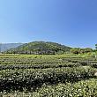 【台湾茶】宜蘭の大自然の中で茶摘み体験へGo！ 宜蘭 茶摘み 茶農園 花間茶語 冬山鄉 零工園茶鋪李維