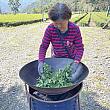 煎っているのは金萱茶