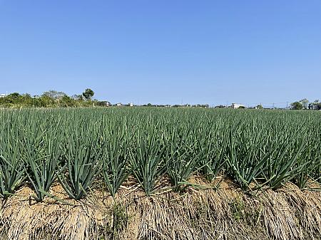 ネギの産地と言えば「宜蘭三星」！というわけで、「蔥滿理想農場」にやってきました！ここは、見渡す限り、ねぎ、ネギ、葱！<br>鮮やかな緑で空に向かって凛々しく伸びています。鼻の効く方なら香りまで感じられるかも