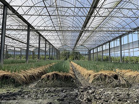 温室で育つ葱。側面は通気のため常に開放しています。温室の葱は、年間を通して安定した栽培ができるというのが強みで、緑でも黄緑に近い色になります