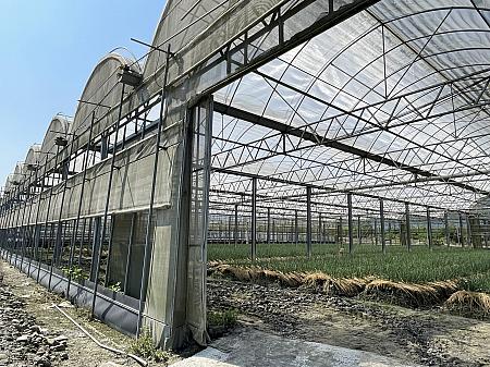 温室で育つ葱。側面は通気のため常に開放しています。温室の葱は、年間を通して安定した栽培ができるというのが強みで、緑でも黄緑に近い色になります