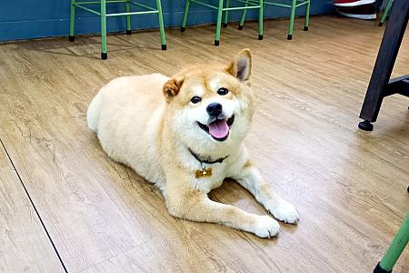 ゆる～い雰囲気が漂う店内には地元民やワンちゃんが集います<br>画像提供：林森in台湾