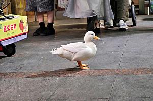 動物たちも来てました～