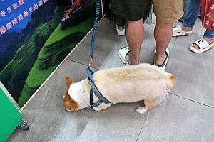 動物たちも来てました～