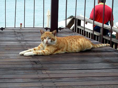 管理棟のお兄さんたちが飼っている茶トラの猫。数匹いて、この子が一番大きい！