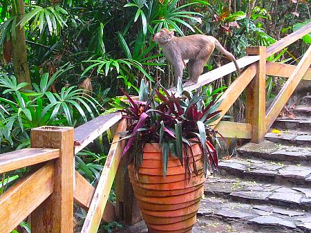 朝、小道を散歩していたら、おサルさん数匹に遭遇。たちまち木に登り、木の実を食べ始めました。こんな近くにいるんだ！とびっくり！