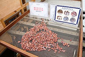 庭園風の空間にはカカオについての情報がいっぱい。カカオの木を見物したり、カカオ豆に触ってみたり。発酵させたカカオ豆を実際にすりつぶしてみると、ふんわりとチョコが香ります♡