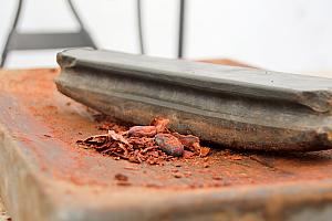 庭園風の空間にはカカオについての情報がいっぱい。カカオの木を見物したり、カカオ豆に触ってみたり。発酵させたカカオ豆を実際にすりつぶしてみると、ふんわりとチョコが香ります♡