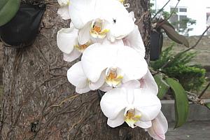 遊歩道のそばの木に蘭の花が植えられていました