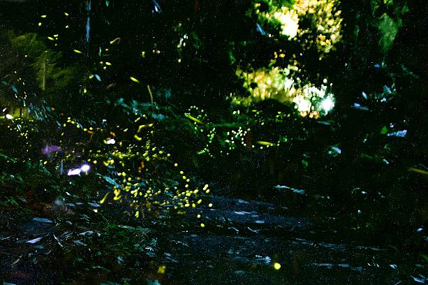 光ってる～～～！ナビはイマイチピントが合わず、残念写真になっていますが、隣のホタル写真達人の写真を見せてもらったら、めっちゃきれい！ナビ、精進します～！