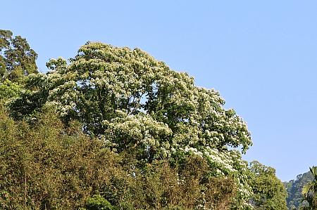 遠くの山には「油桐花」も見えるし、花びらも♡